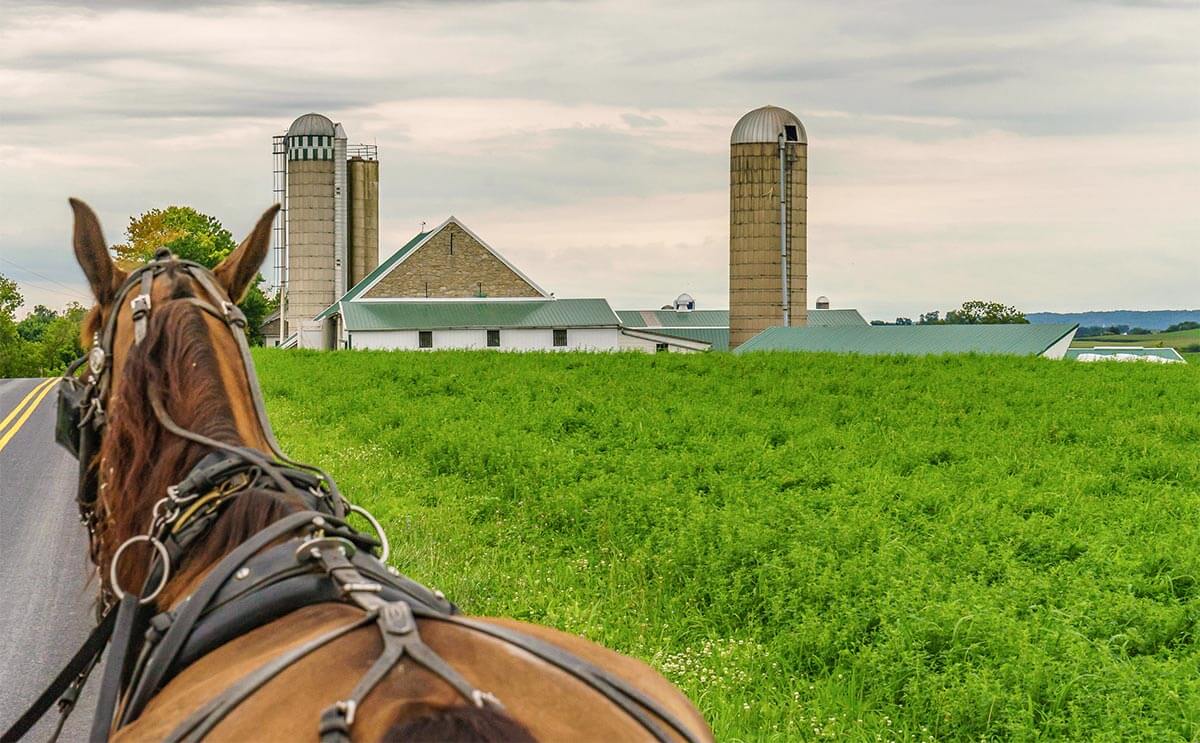 Amish horse pulling a buggy on a country road.